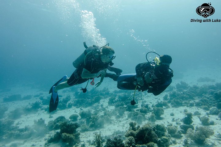 Full day diving with private guide, lunch drinks transportation - Image 2