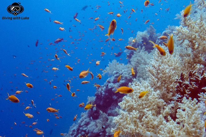 Full day diving with private guide, lunch drinks transportation - Image 5