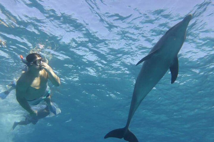 Full day Dolphin House Snorkeling and swimming with dolphins Trip in Hurghada - Image 3