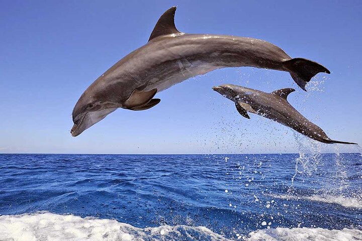 Full day Dolphin House Snorkeling and swimming with dolphins Trip in Hurghada - Image 1