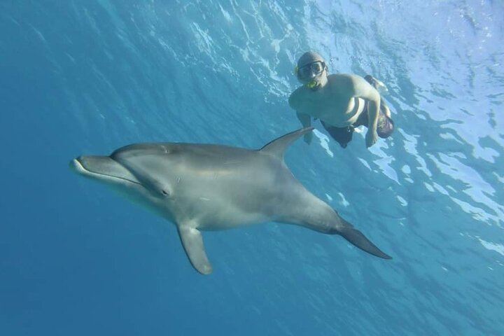 Full day Dolphin House Snorkeling and swimming with dolphins Trip in Hurghada - Image 2
