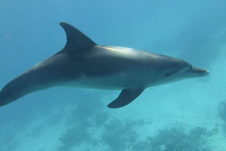 Full day Dolphin House Snorkeling and swimming with dolphins Trip in Hurghada - Image 5