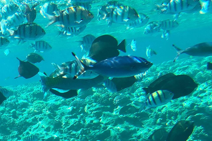 Giftun Island ( Orange bay ) from Hurghada - Image 2