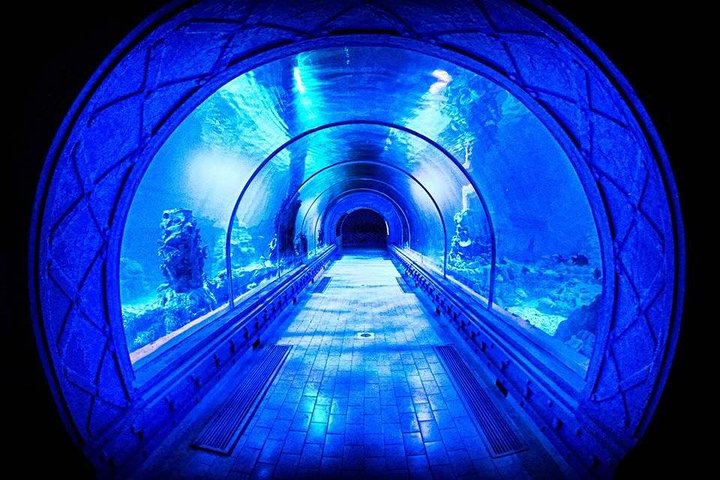Grand Aquarium - Discover The Red Sea .  - Image 1