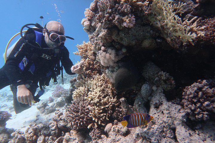 Hurghada Daily Scuba Dive Trip - Image 3