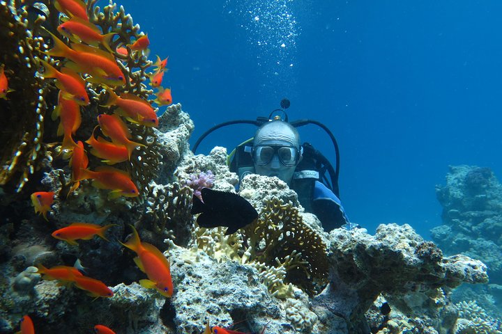 Hurghada Daily Scuba Dive Trip - Image 5