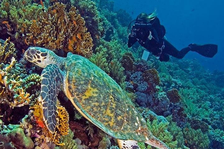 Hurghada Daily Scuba Dive Trip - Image 1