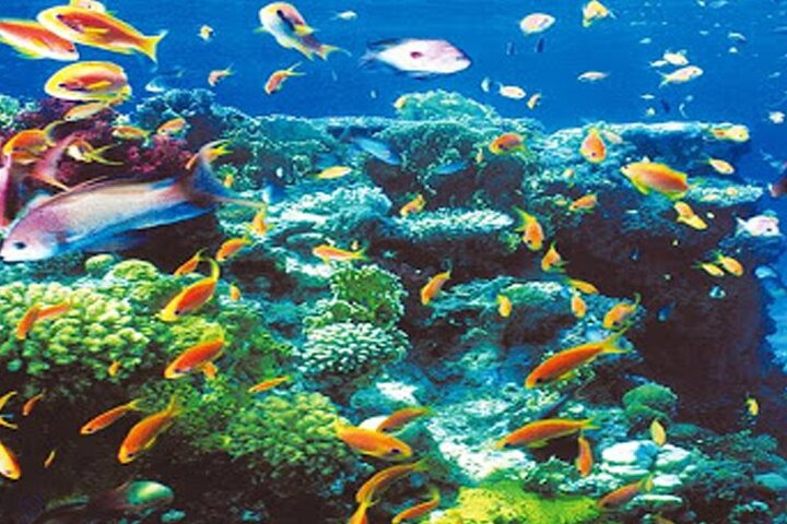 Intro Diving for Beginners in Hurghada with Pick-up and Lunch - Image 4