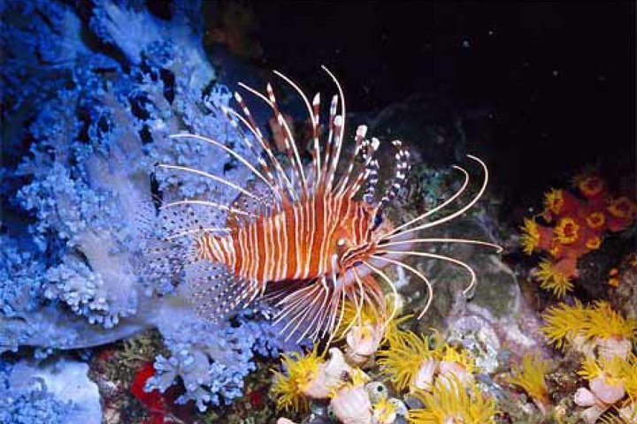 Orange Bay Giftun Island Hurghada Snorkeling Trip - Image 3