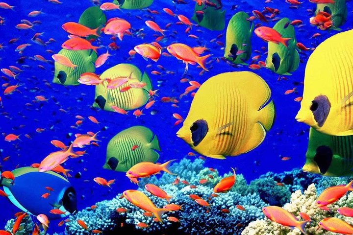 Paradise Island : Full–Day Snorkeling and Island Tour - Image 2