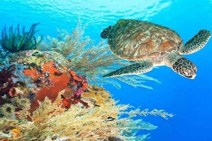 Private 3 Hour Glass Bottom Boat Trip and Snorkeling in Hurghada - Image 5