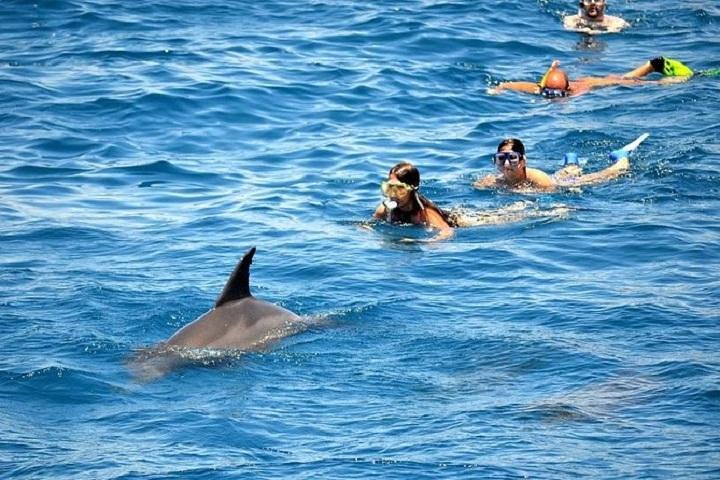 Royal Sea Trip to Dolphin House and Snorkeling  - Image 3