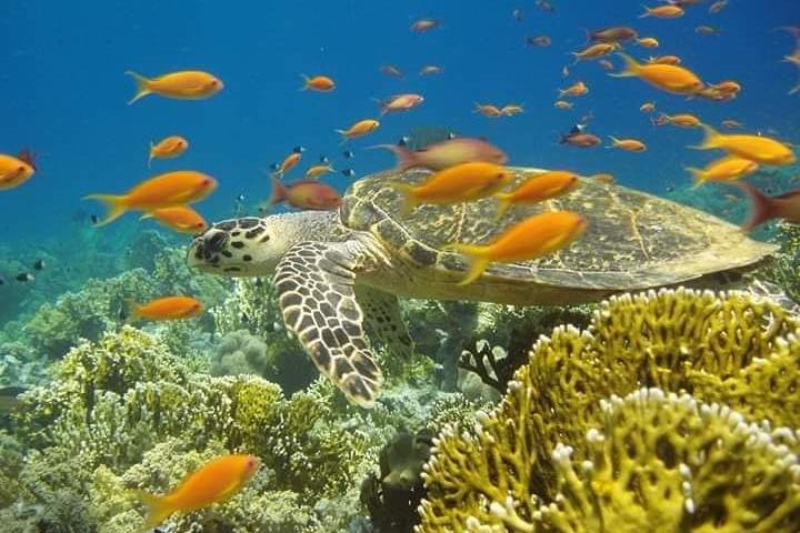 Sea Trip VIP ( Orange bay _Paradise island ) - Image 1