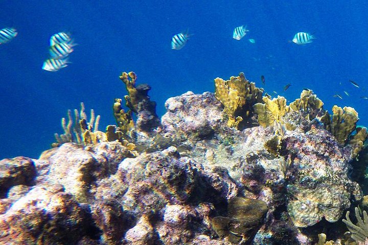 Snorkeling Tours from Safaga Port - Image 2