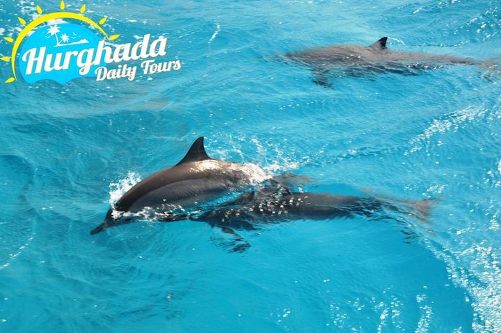 speed boat to dolphin - Image 5