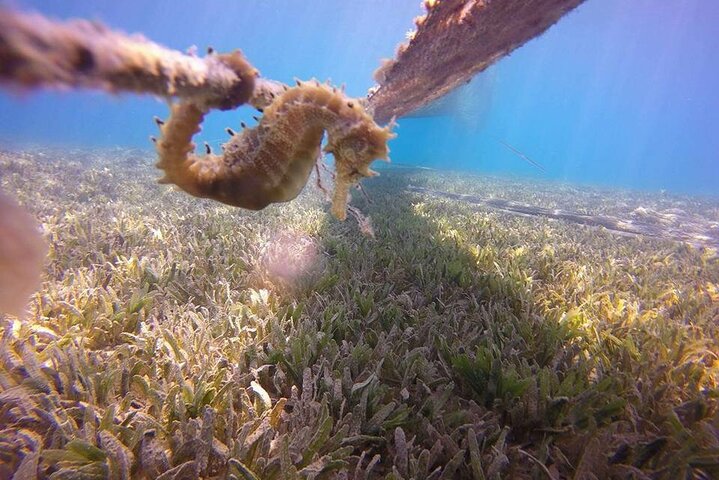 Submarine trip from hurghada sahl hashesh makadi bay soma bay el gouna - Image 4
