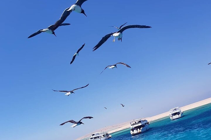 VIP Boat Trip with Diving and snorkeling in Hurghada - Image 4