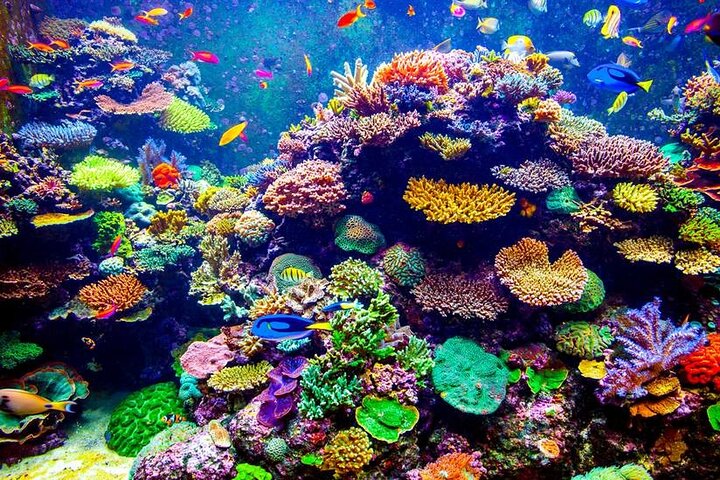 VIP Boat Trip with Diving and snorkeling in Hurghada - Image 1