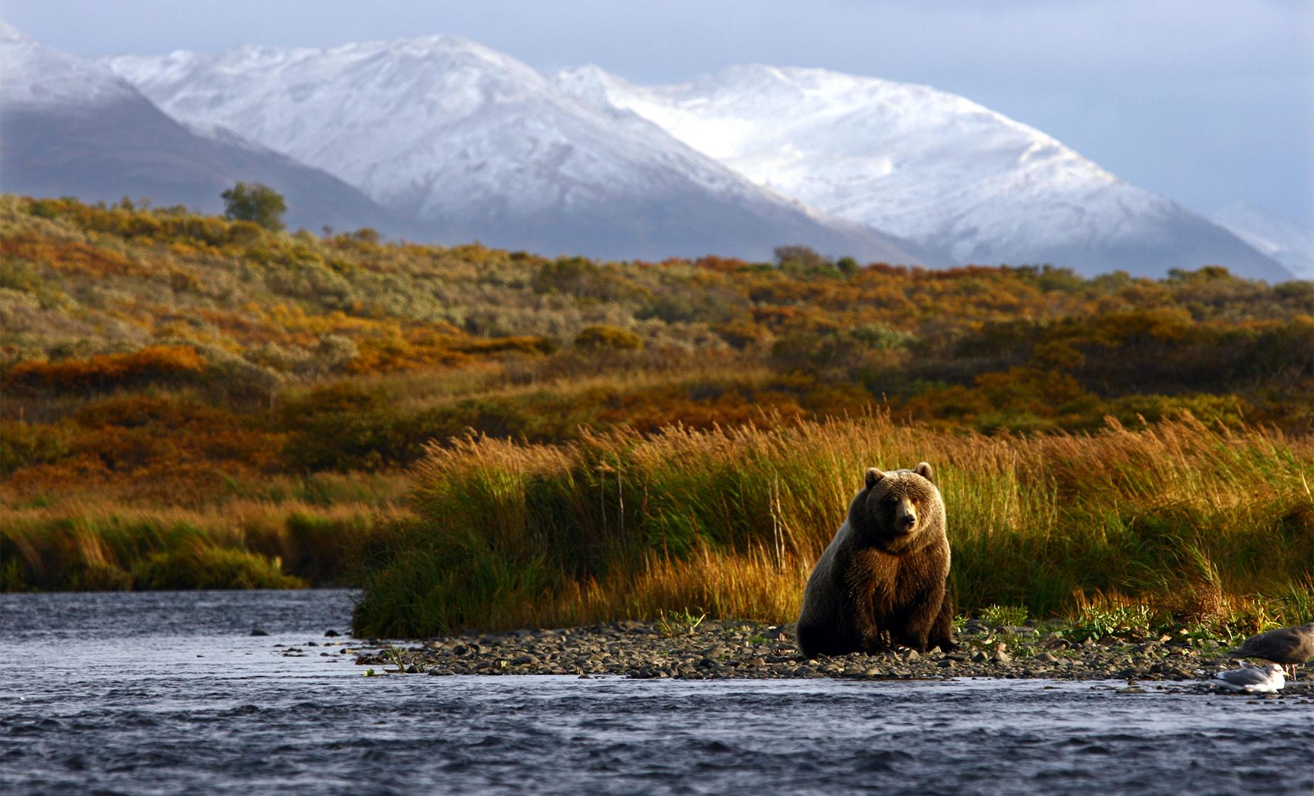 Exclusive Wildlife and Bear Search - Image 1