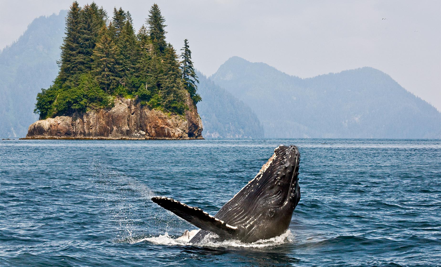 Private Premier Whale Watching - Image 1