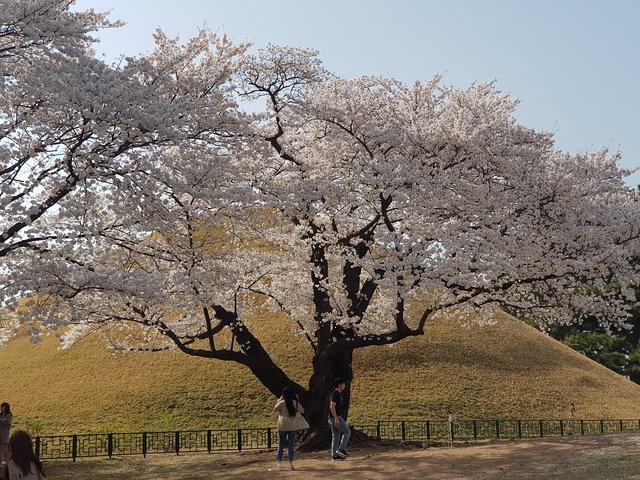 2 Days Gyeongju Private Tour from Seoul and Near Seoul - Image 3