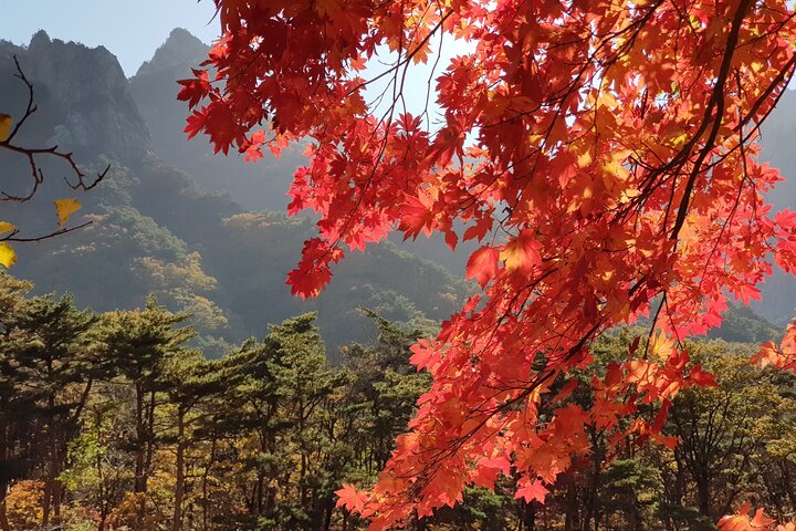 2 days Private Tour : Mt Seorak & Naksansa Temple & Nami Island 'from Seoul'  - Image 2