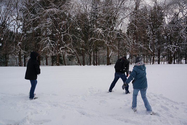  Private Tour Nami Island with Petite France 'and/or' The Garden of Morning Calm - Image 3