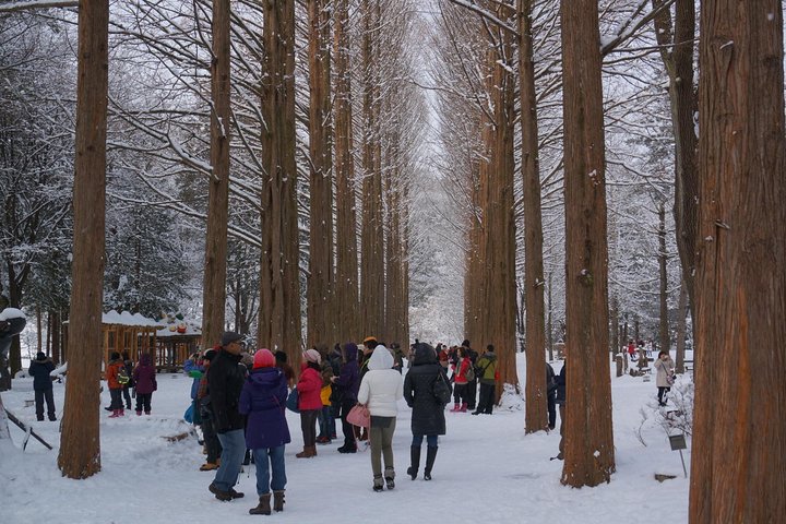  Private Tour Nami Island with Petite France 'and/or' The Garden of Morning Calm - Image 1