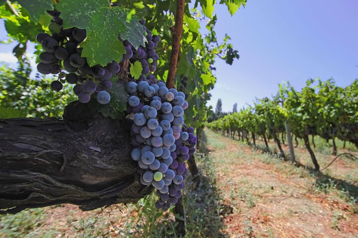 7-Days Private Wine Tasting Tour in Turkey - Image 2