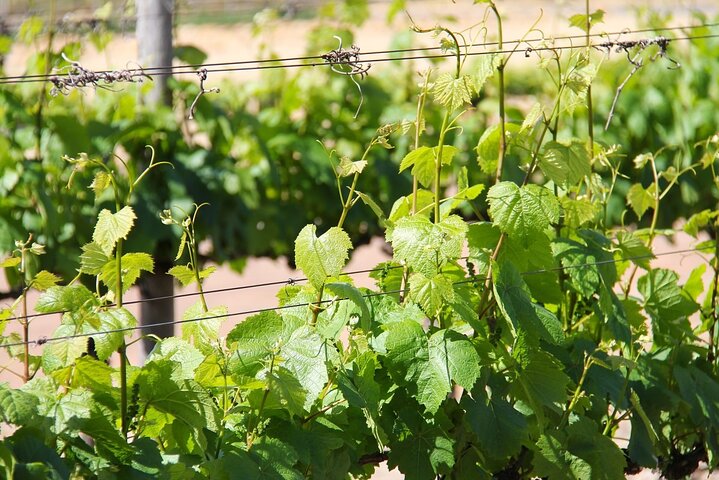 7-Days Private Wine Tasting Tour in Turkey - Image 4