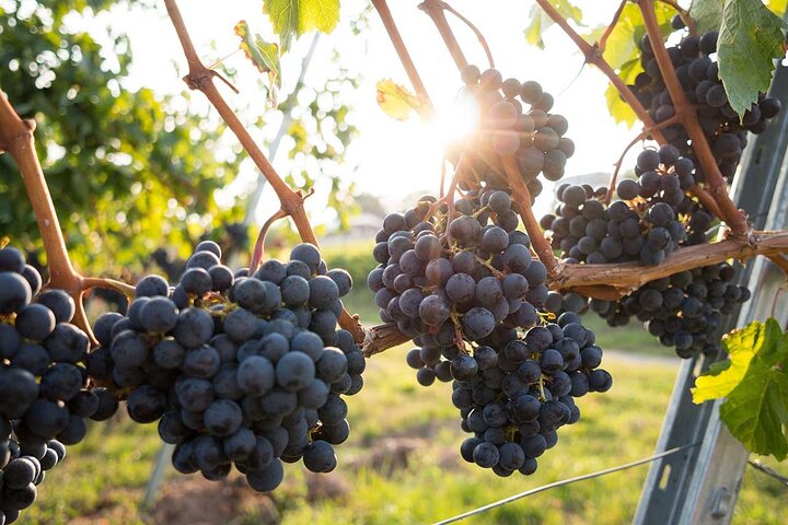 VIP Full Day Wineries Tour Outside Istanbul with Wine Expert - Image 4