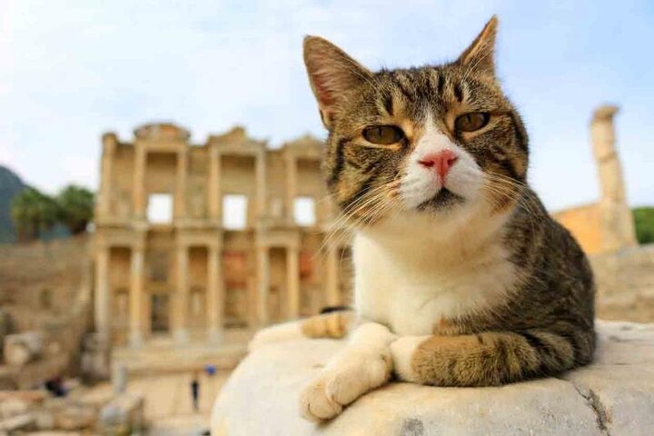 Private Tour: Best of Ephesus From Izmir Port - Image 2