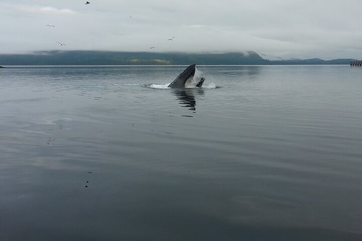 3.5 Hour Whale Tour in Juneau Alaska...skip the crowds with us!  - Image 4