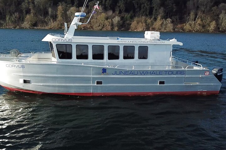 3.5 Hour Whale Tour in Juneau Alaska...skip the crowds with us!  - Image 1
