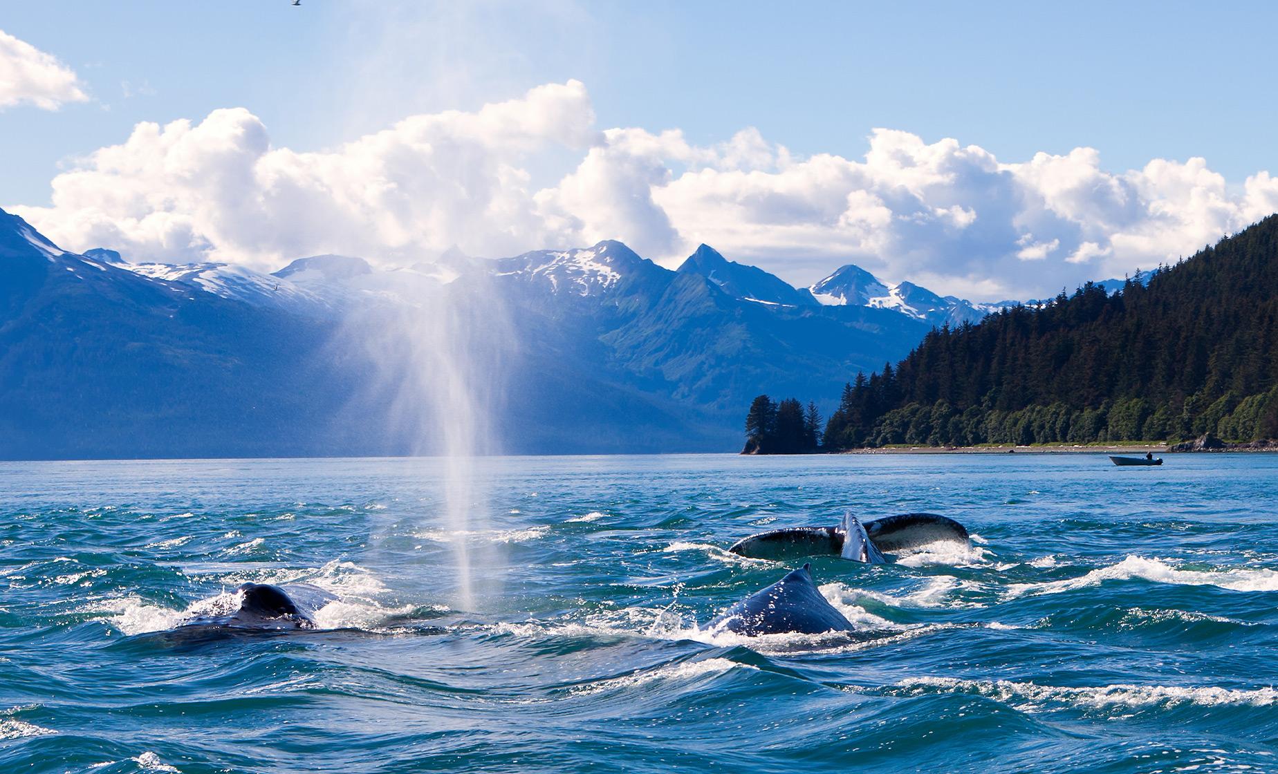Exclusive Whale Watching Cruise - Image 1