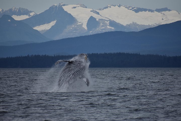Juneau by Land & Sea - Image 2
