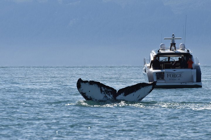 Juneau by Land & Sea - Image 5