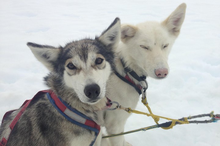 Juneau Shore Excursions: Juneau Helicopter Tour & Dogsledding Experience - Image 3