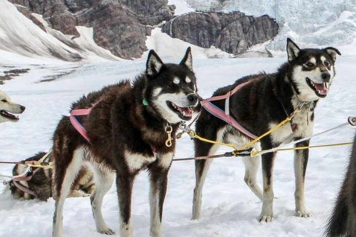 Juneau Shore Excursions: Juneau Helicopter Tour & Dogsledding Experience - Image 4
