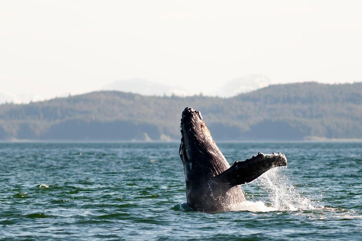 Juneau Wildlife Whale Watching - Image 2