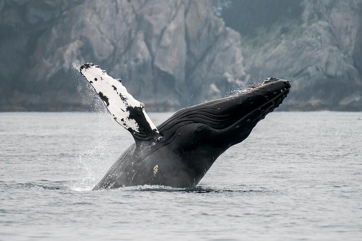 Juneau Wildlife Whale Watching - Image 3