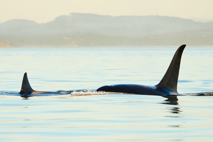 Juneau Wildlife Whale Watching - Image 4