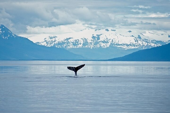 Juneau Wildlife Whale Watching & Mendenhall Glacier - Image 3