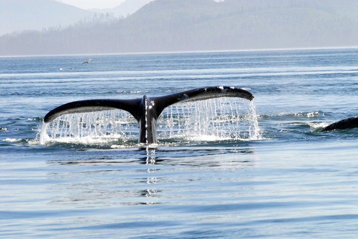 Juneau's Premier Whale Watching! - More time on the water! - Image 5