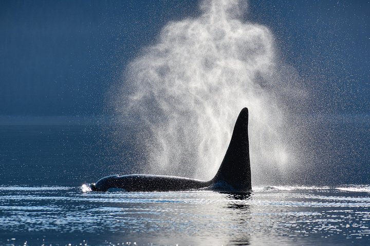 Juneau's Premier Whale Watching! - More time on the water! - Image 1