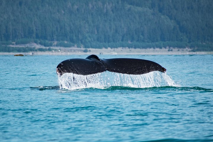 Juneau's Premier Whale Watching! - More time on the water! - Image 3