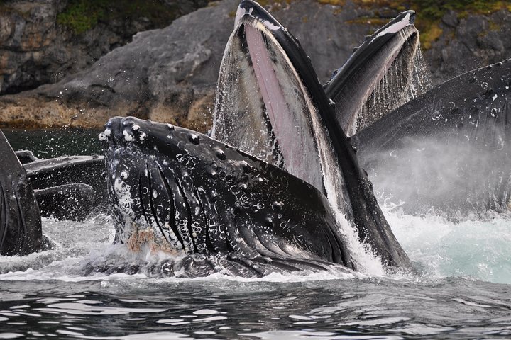 Juneau's Premier Whale Watching! - More time on the water! - Image 4