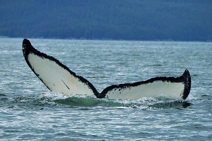 Juneau's Premier Whale Watching! - More time on the water! - Image 2