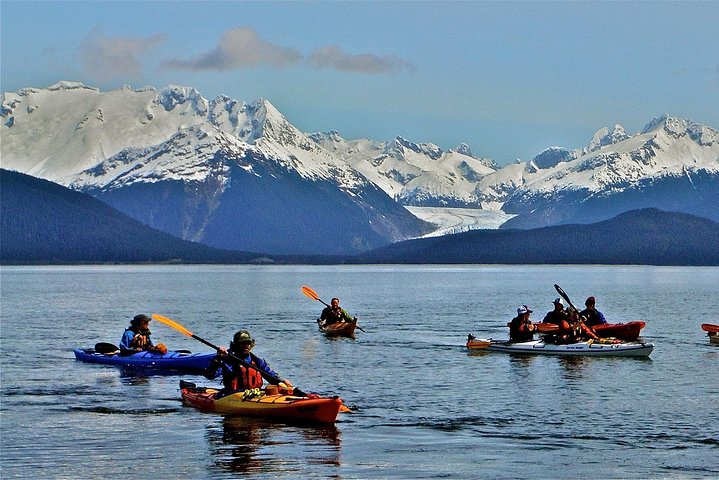 Paddle with Whales! Kayak Adventure - Image 4