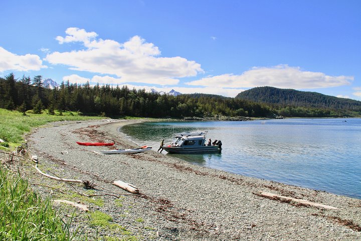 Paddle with Whales! Kayak Adventure - Image 5